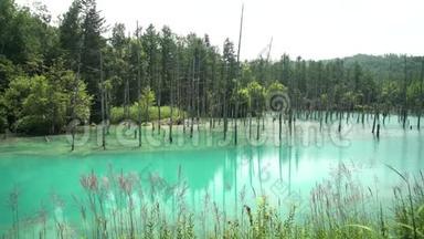 美丽的石罗甘蓝池塘
